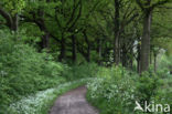 Cow Parsley (Anthriscus sylvestris)