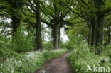 Cow Parsley (Anthriscus sylvestris)