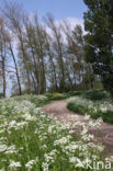 Cow Parsley (Anthriscus sylvestris)