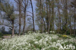 Cow Parsley (Anthriscus sylvestris)