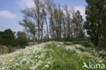 Cow Parsley (Anthriscus sylvestris)