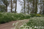 Cow Parsley (Anthriscus sylvestris)