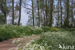 Cow Parsley (Anthriscus sylvestris)