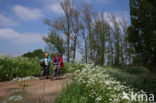 Cow Parsley (Anthriscus sylvestris)