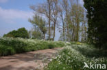 Cow Parsley (Anthriscus sylvestris)