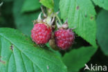 Framboos (Rubus idaeus)