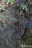 Franse Veldwesp (Polistes dominulus)