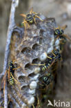 Franse Veldwesp (Polistes dominulus)