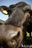 Frisian Holsteiner Koe (Bos domesticus)