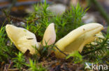 Geel varkensoor (Flavoscypha cantharellus)