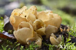 Geel varkensoor (Flavoscypha cantharellus)