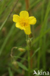 Geel zonneroosje (Helianthemum nummularium) 