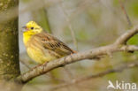 Yellowhammer (Emberiza citrinella)