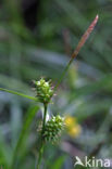 Small-fruited Yellow-sedge (Carex oederi subsp. oedocarpa)