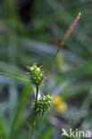 Geelgroene zegge (Carex oederi subsp. oedocarpa)