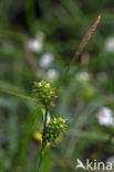 Geelgroene zegge (Carex oederi subsp. oedocarpa)