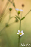 Geelhartje (Linum catharticum) 