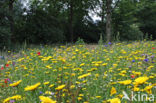 Corn Marigold (Chrysanthemum segetum)