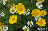 Corn Marigold (Chrysanthemum segetum)