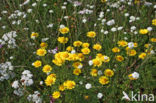 Gele ganzenbloem (Chrysanthemum segetum)