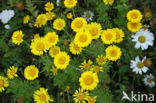 Gele ganzenbloem (Chrysanthemum segetum)