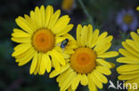 Gele ganzenbloem (Chrysanthemum segetum)