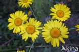 Gele ganzenbloem (Chrysanthemum segetum)