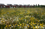 Corn Marigold (Chrysanthemum segetum)