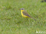 Yellow Wagtail (Motacilla flava)