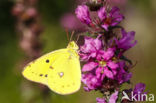 Pale Clouded Yellow (Colias hyale)