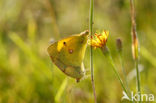 Pale Clouded Yellow (Colias hyale)