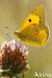 Pale Clouded Yellow (Colias hyale)