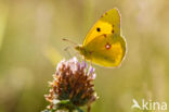 Pale Clouded Yellow (Colias hyale)