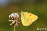 Pale Clouded Yellow (Colias hyale)