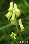 Gele monnikskap (Aconitum vulparia) 