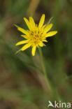 Gele morgenster (Tragopogon pratensis ssp. pratensis)