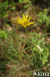 Gele morgenster (Tragopogon pratensis ssp. pratensis)