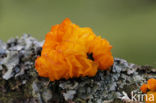 Gele trilzwam (Tremella mesenterica)