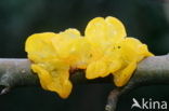 Gele trilzwam (Tremella mesenterica)