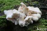 Creolophus cirrhatus