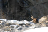 Apennine Chamois (Rupicapra rupicapra ornata )