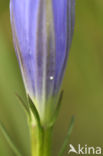 Gentiaanblauwtje (Maculinea alcon) 