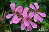 Pelargonium spec