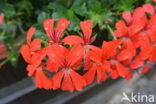Pelargonium spec
