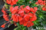 Pelargonium spec