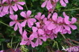 Pelargonium spec
