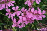 Geranium (Pelargonium spec)