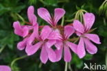 Pelargonium spec