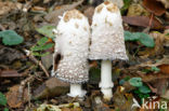 Geschubde inktzwam (Coprinus comatus)