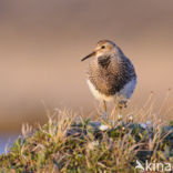 Gestreepte Strandloper (Calidris melanotos)